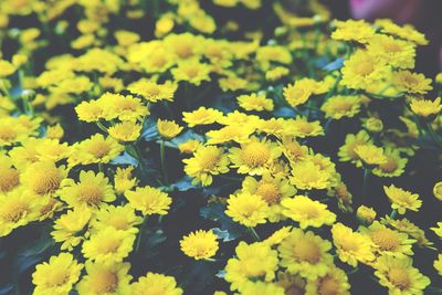 Close-up of yellow flowers blooming outdoors