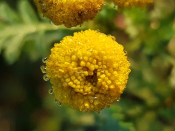 Close-up of wet yellow flower