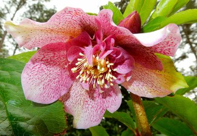 Close-up of pink flower