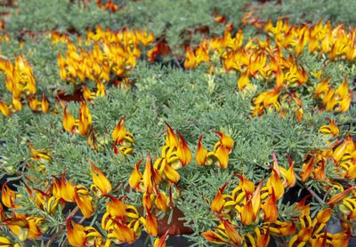 Close-up of yellow flowering plants