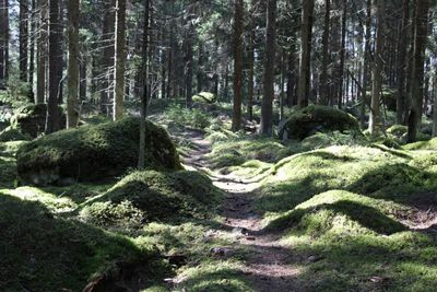 Trees in forest