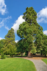 Trees on field against sky