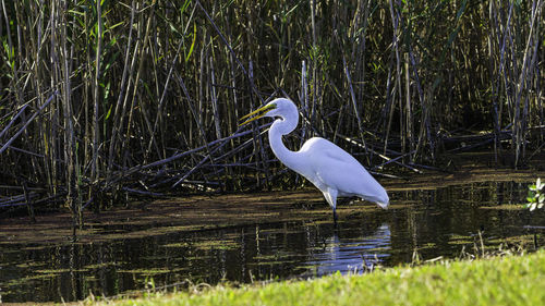 Bird in a lake