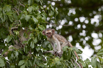 Vervet monkey sitting in a tree