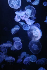 Jellyfish swimming in sea