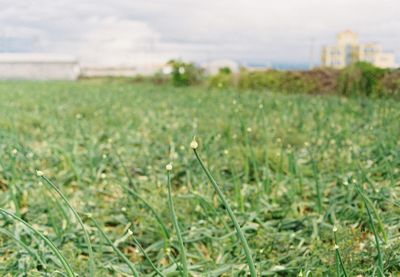 Close-up of grass on field