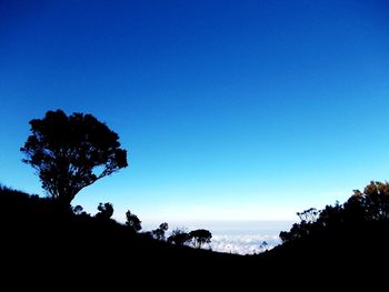 Low angle view of silhouette trees against blue sky