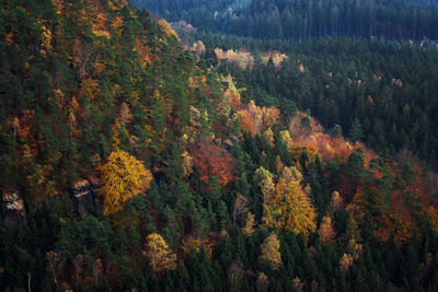 Trees on mountain during autumn