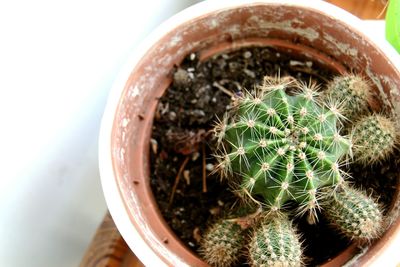 High angle view of potted cactus plant