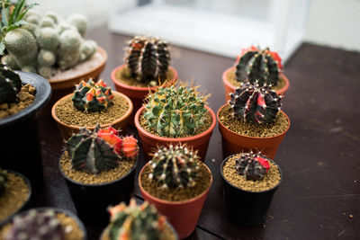 Close-up of potted plants on table