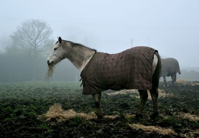 Horse eating hay against sky
