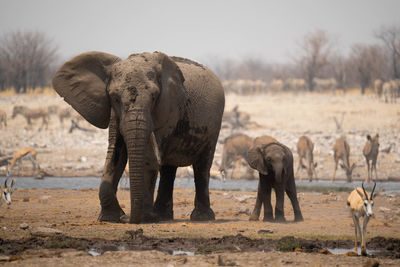 Elephants drinking water