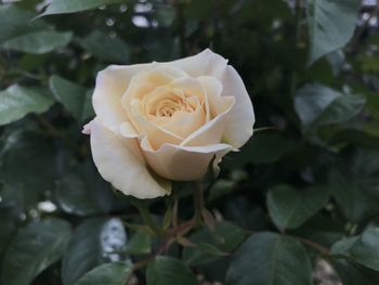 Close-up of white rose