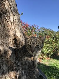 Portrait of a cat on tree trunk 