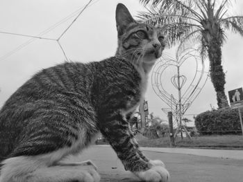 Side view of a cat looking away