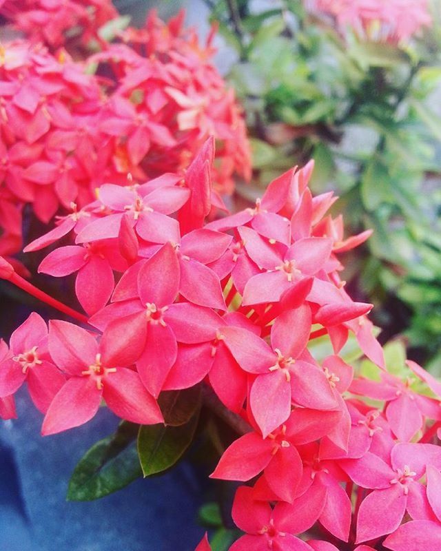 flower, freshness, petal, fragility, growth, pink color, beauty in nature, flower head, close-up, blooming, nature, focus on foreground, plant, park - man made space, in bloom, pink, leaf, blossom, day, red