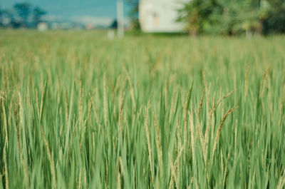 View of stalks in field