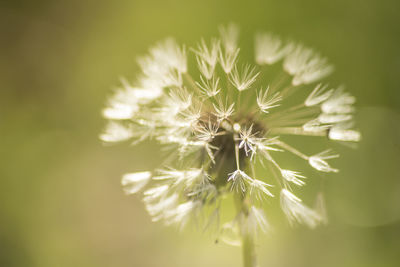 Close-up of flower