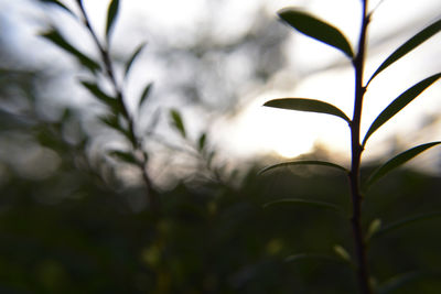 Close-up of plant