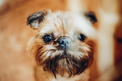 Close-up portrait of dog