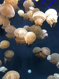 High angle view of jellyfish swimming in sea