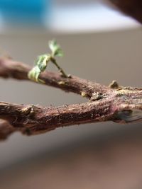 Close-up of lizard on plant