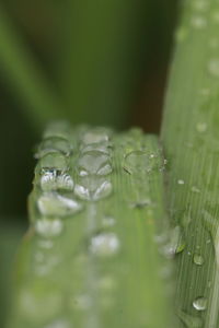 Close-up of wet grass