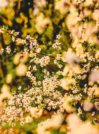 Close-up of pink cherry blossom