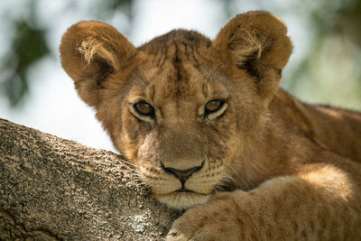 Close-up portrait of lion cub on branch