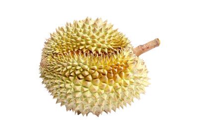 Close-up of white flower