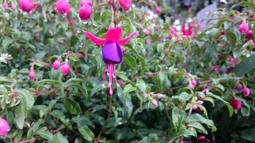 Close-up of pink flowers blooming outdoors