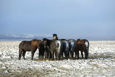 Herd of icelandic horses after a snow storm