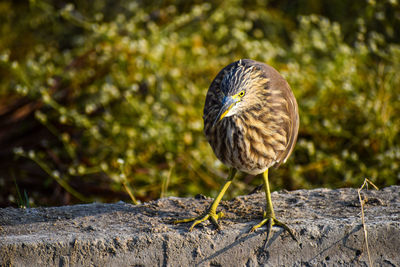 Close-up of bird perching on wood