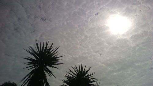 Low angle view of silhouette palm trees against sky