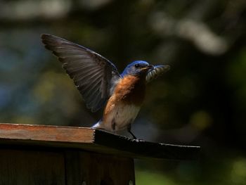 Close-up of bird perching outdoors