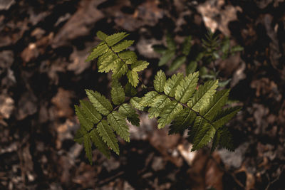 High angle view of plant growing on field