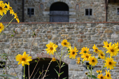 Close-up of yellow flowering plants