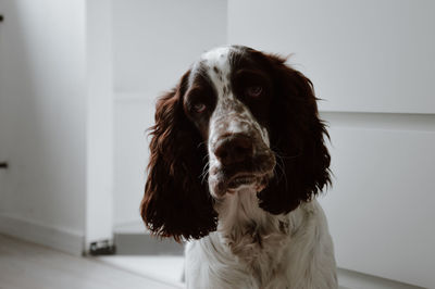 Springer spaniel 