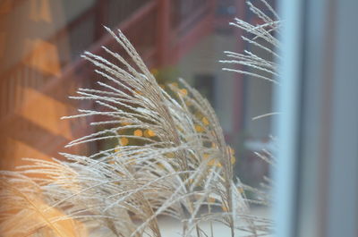 Close-up of dried plant