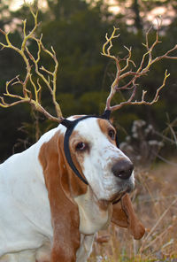 Close-up of dog wearing antlers 