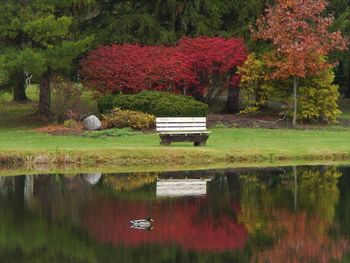 Scenic view of lake in park