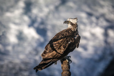 Low angle view of eagle perching