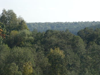 Plants growing on land against sky