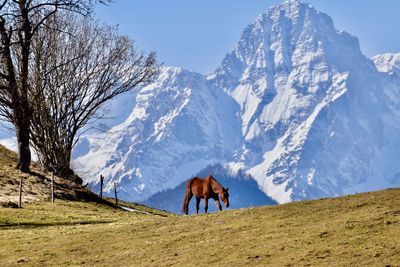 Horse standing in grass in front of snow covered mountain against sky