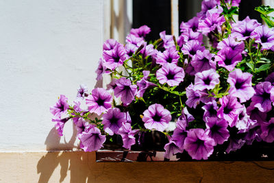 Close-up of pink flowering plants on table