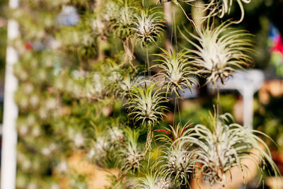 Close-up of plants against blurred background