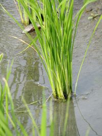 Close-up of fresh green plants in water