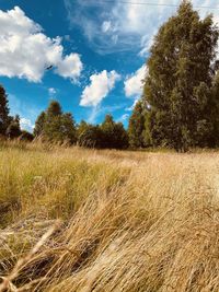 Trees on field against sky