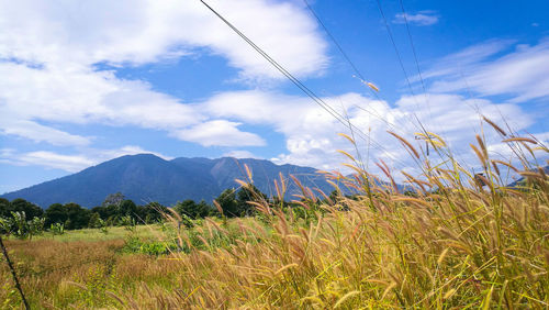 Close-up of plants against sky