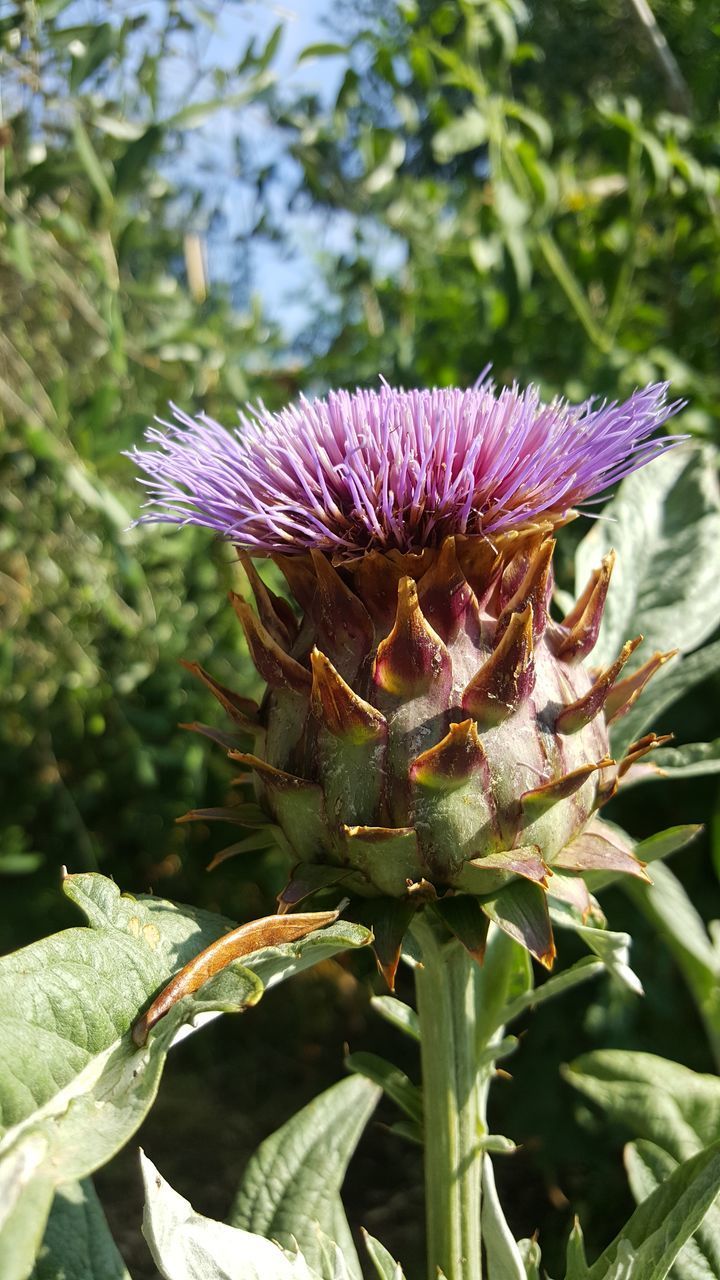 CLOSE-UP OF PURPLE CONEFLOWER ON PLANT
